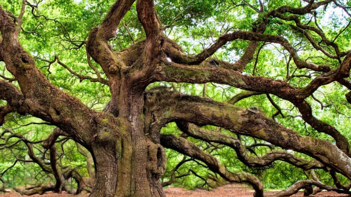 Tracing the Origins of Oaks: How Climate and Tectonic Changes Shaped Modern Trees Tracing the Origins of Oaks: How Climate and Tectonic Changes Shaped Modern Trees